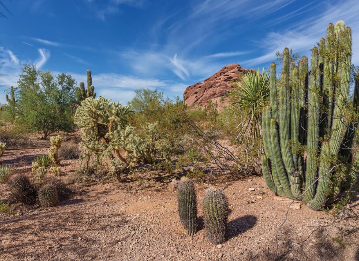 Orange Tree Resort Phoenix Bagian luar foto